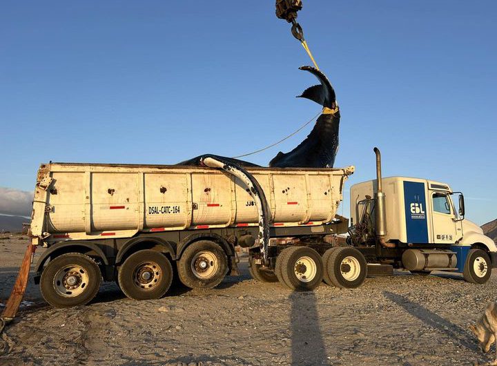 Con éxito culmina la extracción de ballena jorobada varada en playa Flamenco