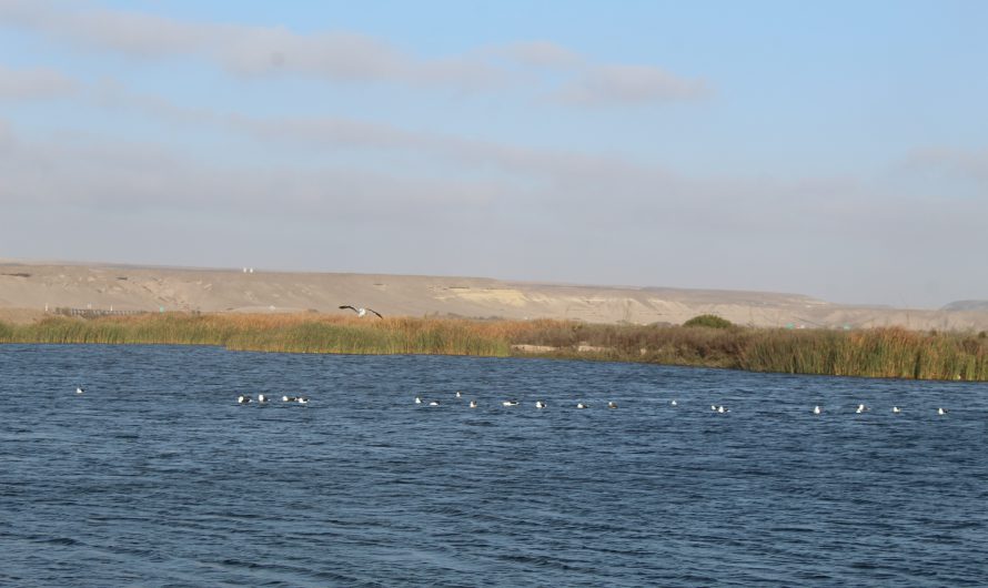 Región Atacama avanza en el cuidado del medio ambiente: Adjudicación de concursos FPA para el Humedal de Chañaral y la Desembocadura del Río Copiapó.