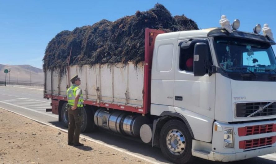 Carabineros de Atacama interceptó a camión cargado con más de 14 toneladas de huiro negro sin acreditación de origen legal