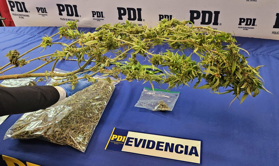 OPERATIVO MT-0 PERMITIÓ LA INCAUTACIÓN DE CANNABIS EN CALDERA