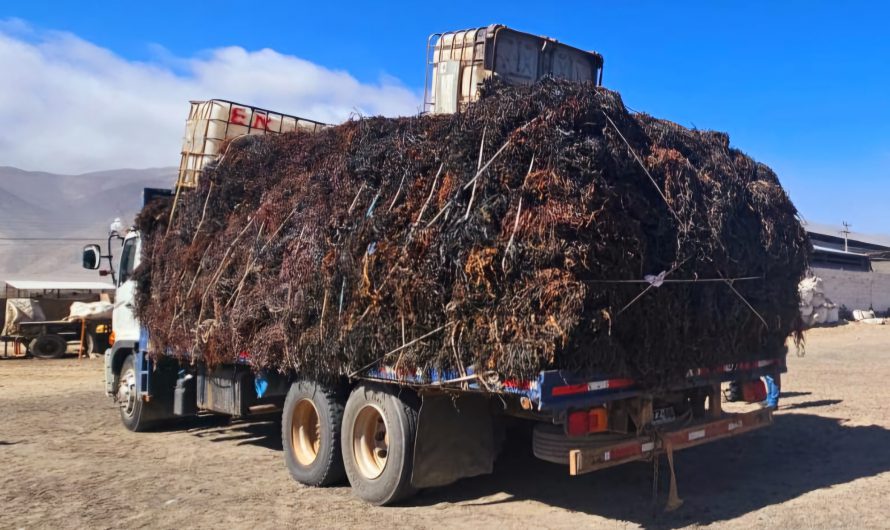 PDI ATACAMA Y SERNAPESCA INCAUTARON 11 TONELADAS DE HUIRO NEGRO EN CHAÑARAL